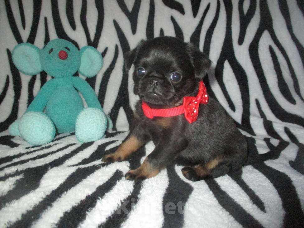 Собаки в Пскове: Щенки бельгийского гриффона и пти брабансона Мальчик, 50 000 руб. - фото 4