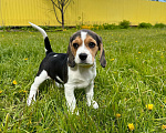 Собаки в Ступино: Элитный щенок Бигль (Годсенд VIP) Девочка, 55 000 руб. - фото 1