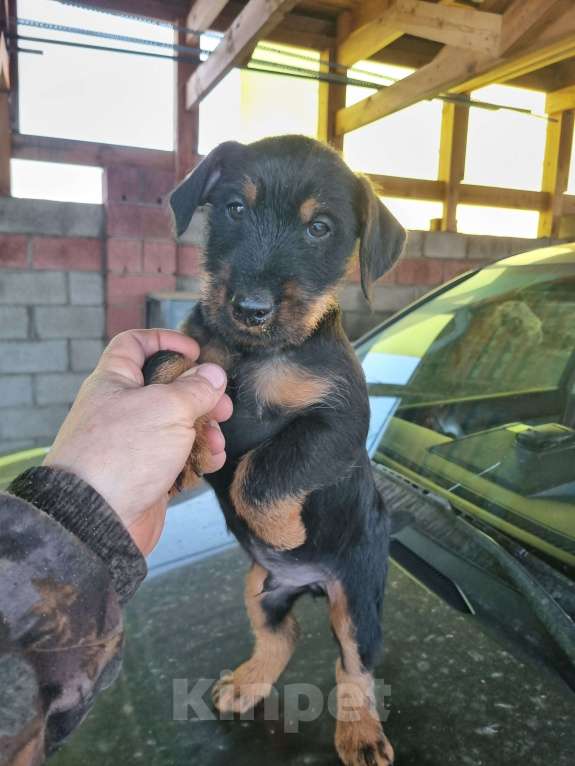 Собаки в Красноярске: ягдтерьер Мальчик, Бесплатно - фото 2