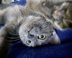Кошки в Кириши: Отдам в хорошие руки кошечку Девочка, 10 руб. - фото 4