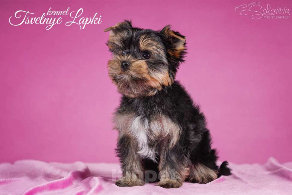 Собаки в Санкт-Петербурге: Щенок цветного йорка девочка Девочка, 70 000 руб. - фото 3