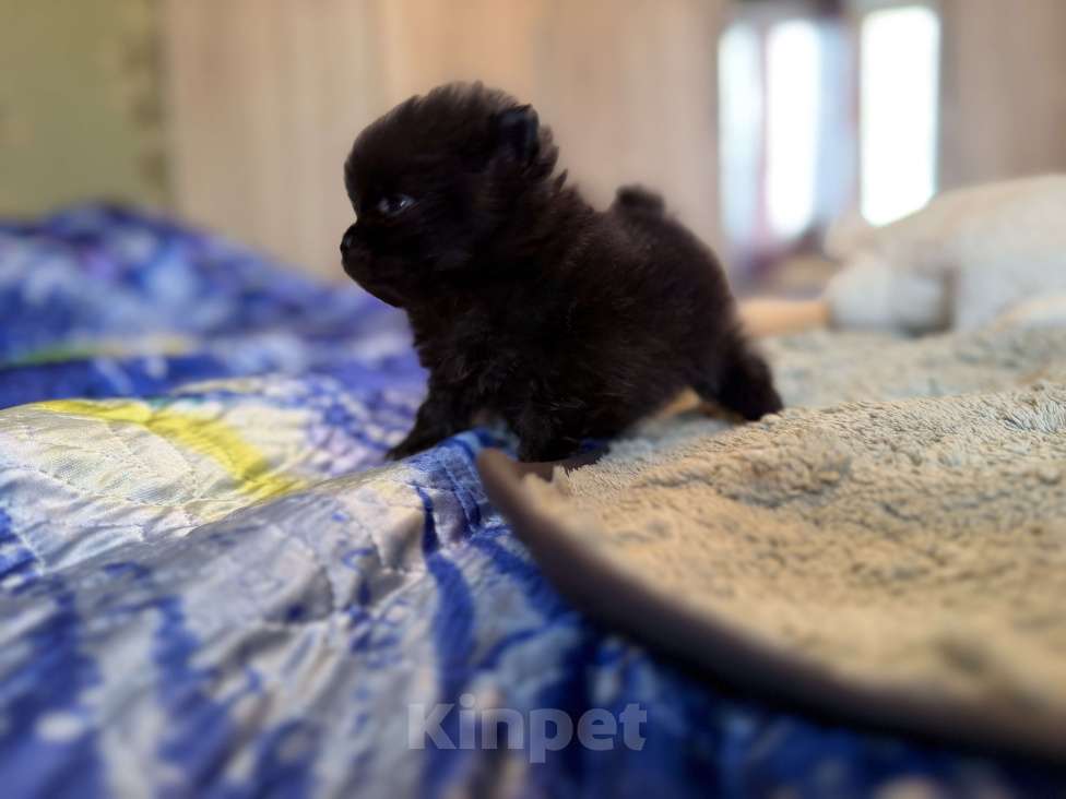 Собаки в других городах Московской области: Мини шпиц Мальчик, 70 000 руб. - фото 3