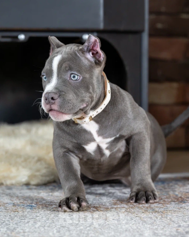 Собаки в Воронеже: Американский Булли девочка Девочка, Бесплатно - фото 2