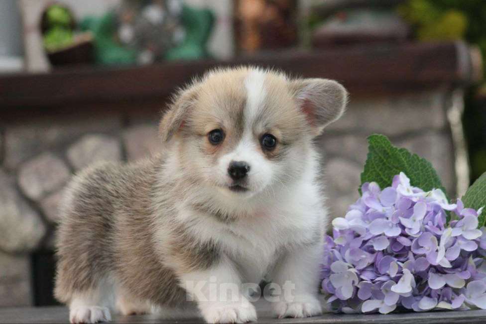 Собаки в других городах Краснодарского края: Принцесса Леди Ди корги щенок Девочка, 95 000 руб. - фото 9