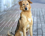 Собаки в Москве: Афина в добрые руки Девочка, Бесплатно - фото 2