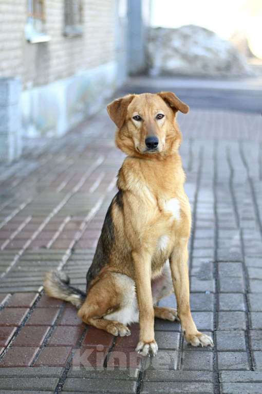 Собаки в Москве: Афина в добрые руки Девочка, Бесплатно - фото 2