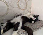 Кошки в Краснодаре: Котики в добрые руки Мальчик, Бесплатно - фото 3