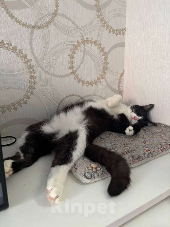 Кошки в Краснодаре: Котики в добрые руки Мальчик, Бесплатно - фото 3