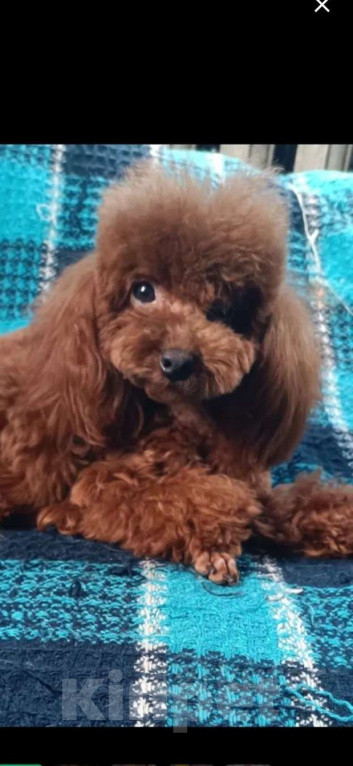 Собаки в Москве: Той пудель Мальчик, 50 000 руб. - фото 2