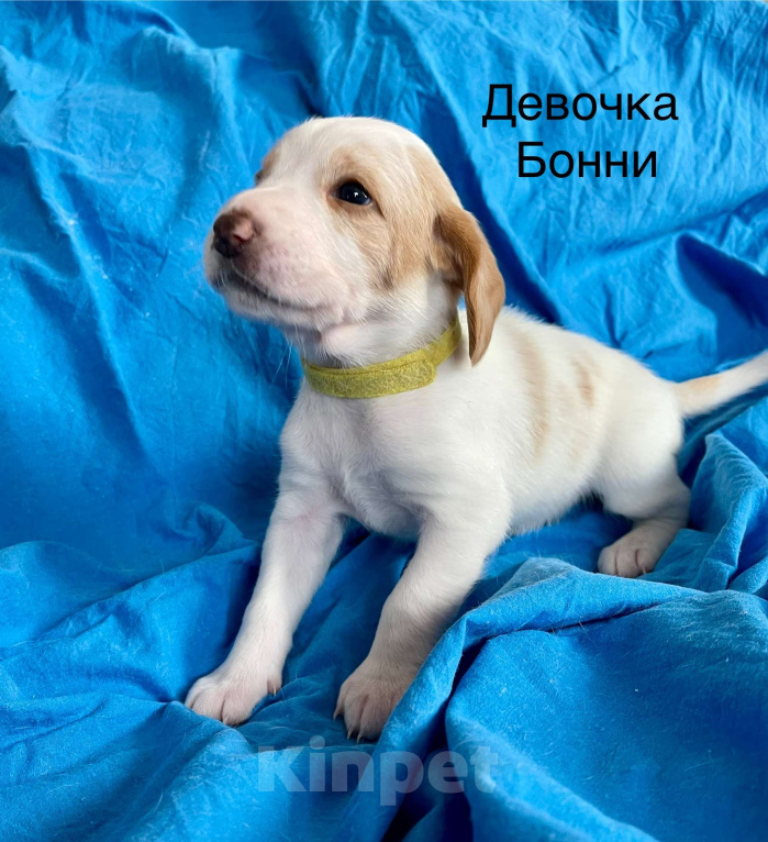 Собаки в Сочи: Щенки Эстонской гончей Девочка, Бесплатно - фото 1