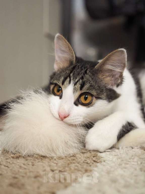 Кошки в Москве: Луис — котёнок-компаньон ищет дом Мальчик, 1 руб. - фото 6