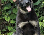 Собаки в Геленджике: Великолепный щенок немецкой овчарки Девочка, Бесплатно - фото 1
