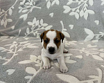 Собаки в Чехове: Щенки Джек Рассел терьер  Мальчик, 30 000 руб. - фото 3