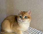 Кошки в Владивостоке: Прекрасный британский мальчик Мальчик, 60 000 руб. - фото 4