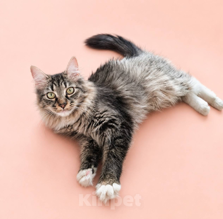 Кошки в Москве: Кошечка Лаванда ищет дом! Девочка, Бесплатно - фото 4