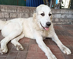 Собаки в Бору: Щенок среднеазиатской овчарки Девочка, 30 000 руб. - фото 1