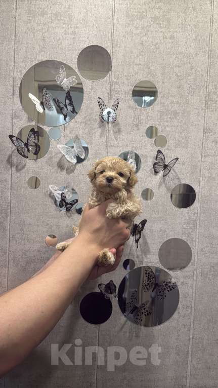 Собаки в Казани: Мальтипу F1  Девочка, 130 руб. - фото 8