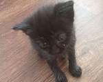 Кошки в Рязани: Отдам в добрые руки котят Мальчик, Бесплатно - фото 2
