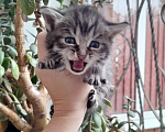 Кошки в Михайловске: Отдам котят в добрые руки! Девочка, Бесплатно - фото 3