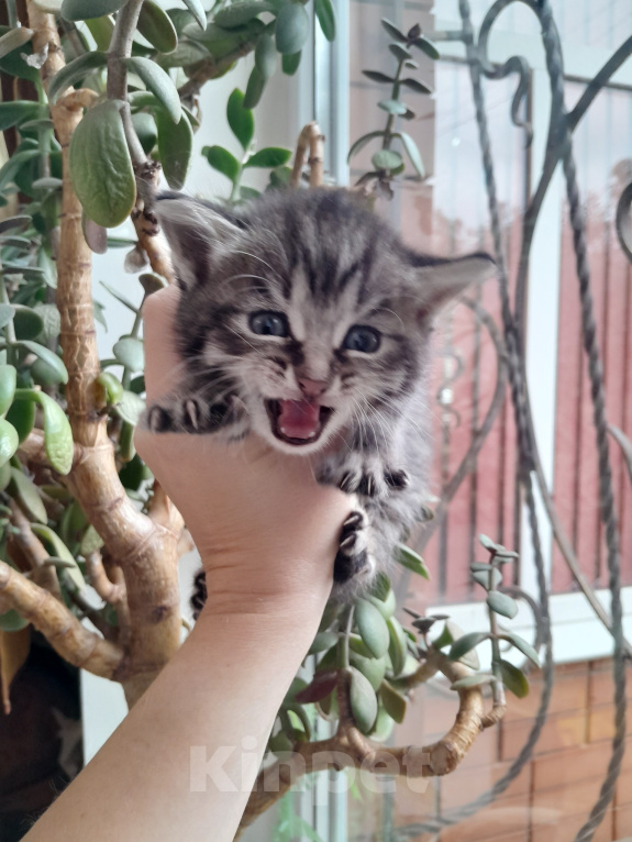 Кошки в Михайловске: Отдам котят в добрые руки! Девочка, Бесплатно - фото 3