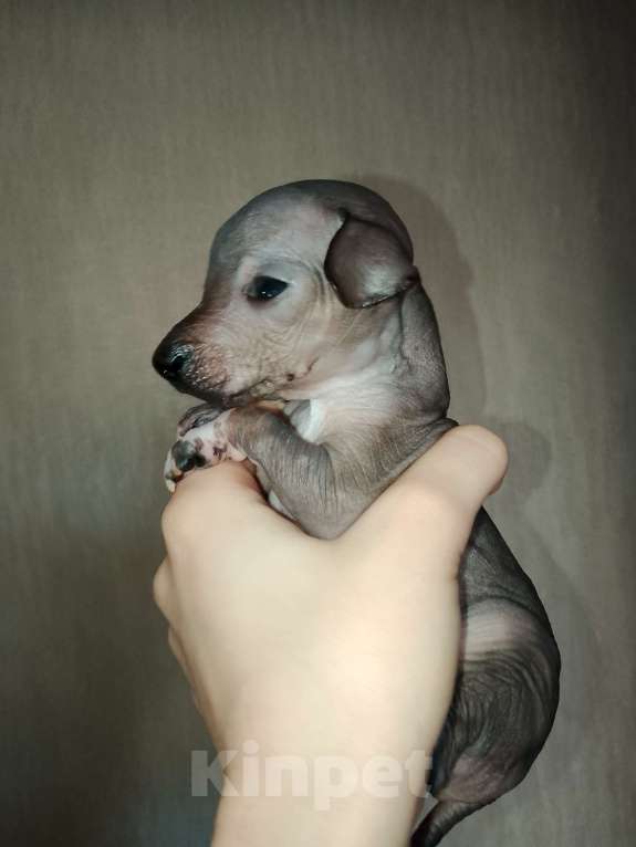 Собаки в Липецке: Щенок мексиканская голая Мальчик, 20 000 руб. - фото 1