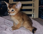 Кошки в Подольске: Абиссинский мальчик Мальчик, 25 000 руб. - фото 5