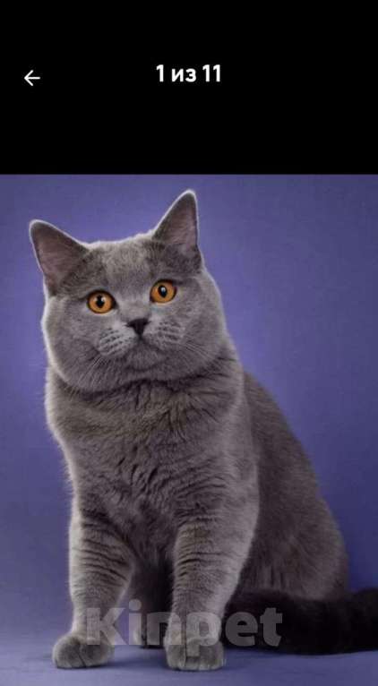 Кошки в Москве: Шотландские Котята Мальчик, 20 000 руб. - фото 4