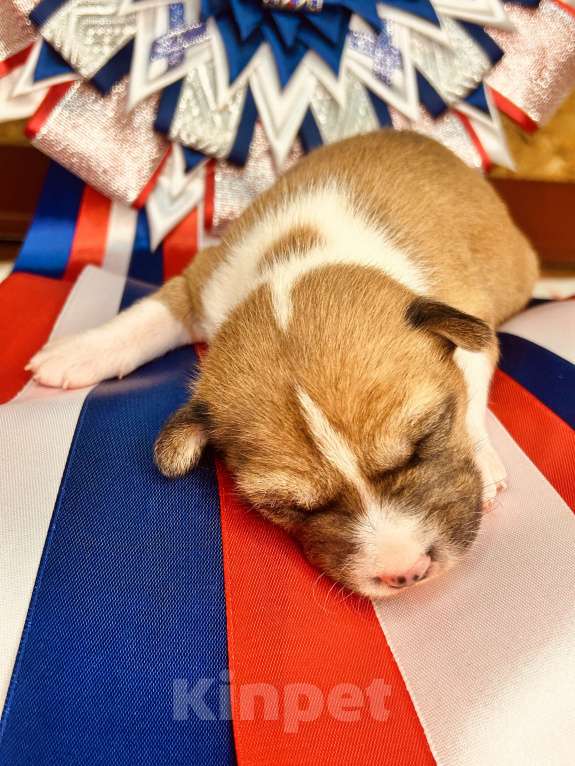 Собаки в Курске: Девочка басенджи  Девочка, 70 000 руб. - фото 5