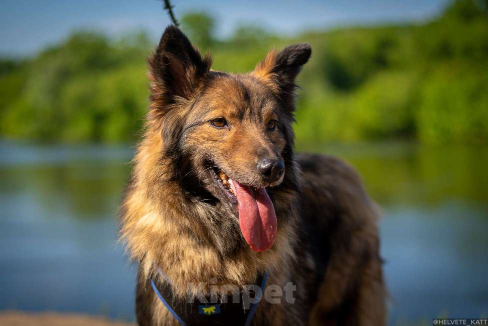 Собаки в Москве: Миниатюрный мечтательный Филипп Мальчик, Бесплатно - фото 6