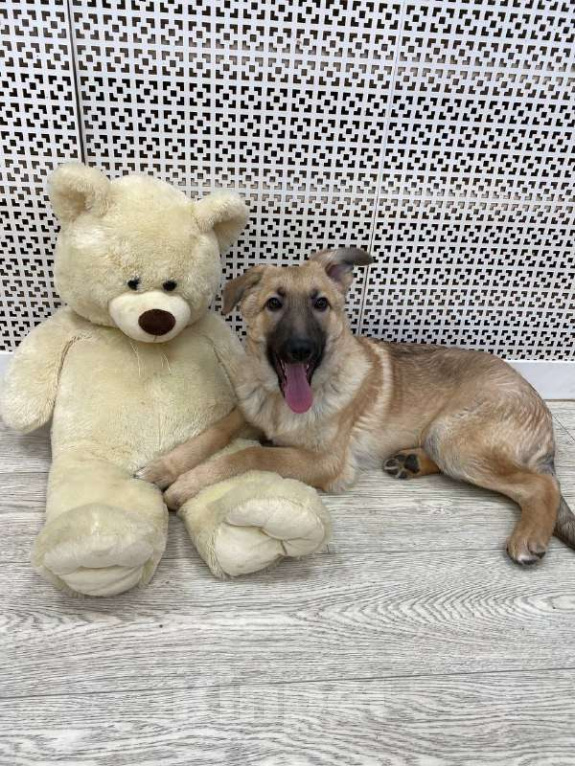 Собаки в Москве: Щенки бесплатно в Москве Девочка, Бесплатно - фото 1