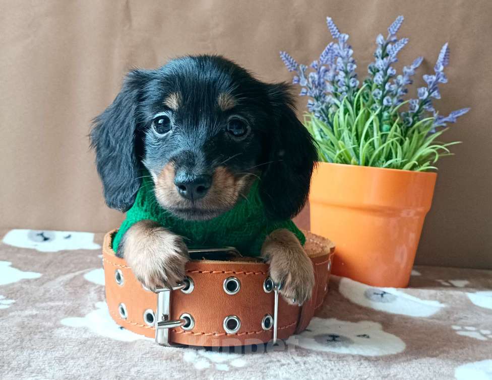 Собаки в Санкт-Петербурге: Кроличья длинношерстная такса Девочка, Бесплатно - фото 2