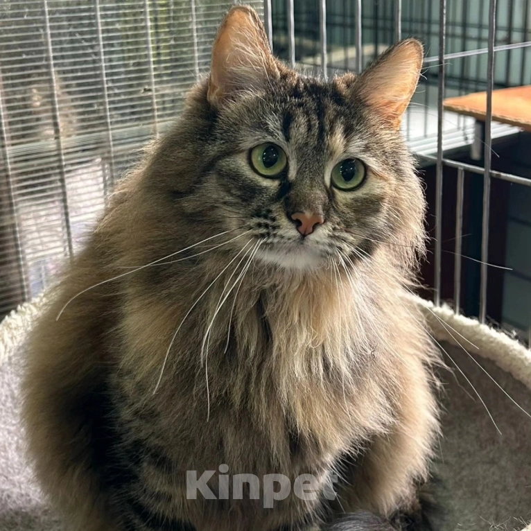 Кошки в Москве: 2 года в клетке Девочка, Бесплатно - фото 4