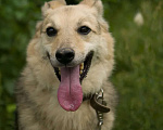 Собаки в Москве: Лео Мальчик, Бесплатно - фото 1