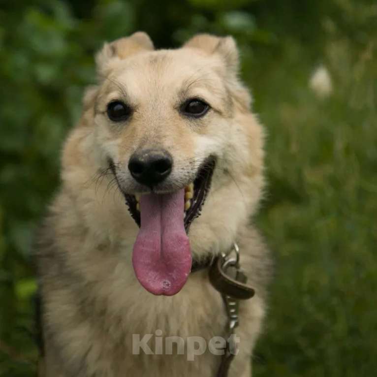 Собаки в Москве: Лео Мальчик, Бесплатно - фото 1