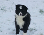 Собаки в других городах Московской области: Щенки Бордер Колли  Девочка, 90 000 руб. - фото 2