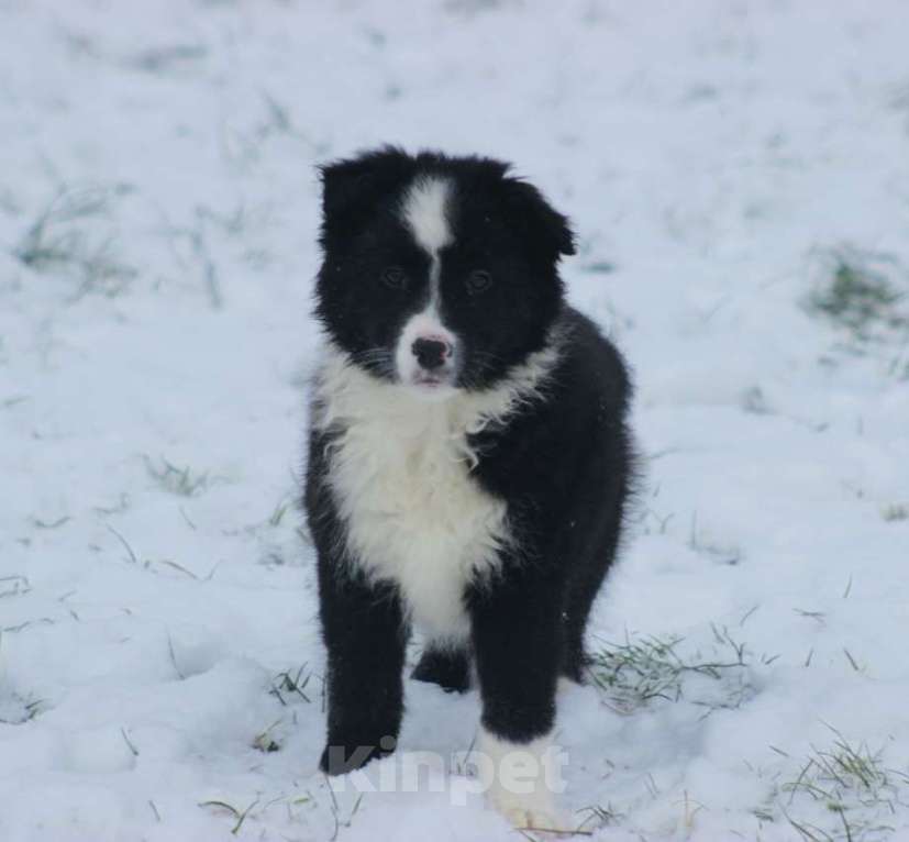 Собаки в других городах Московской области: Щенки Бордер Колли  Девочка, 90 000 руб. - фото 2