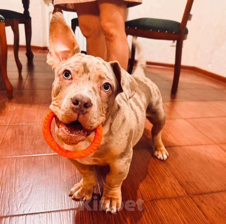 Собаки в Тюмени: Щенок 4 месяца Мальчик, Бесплатно - фото 2