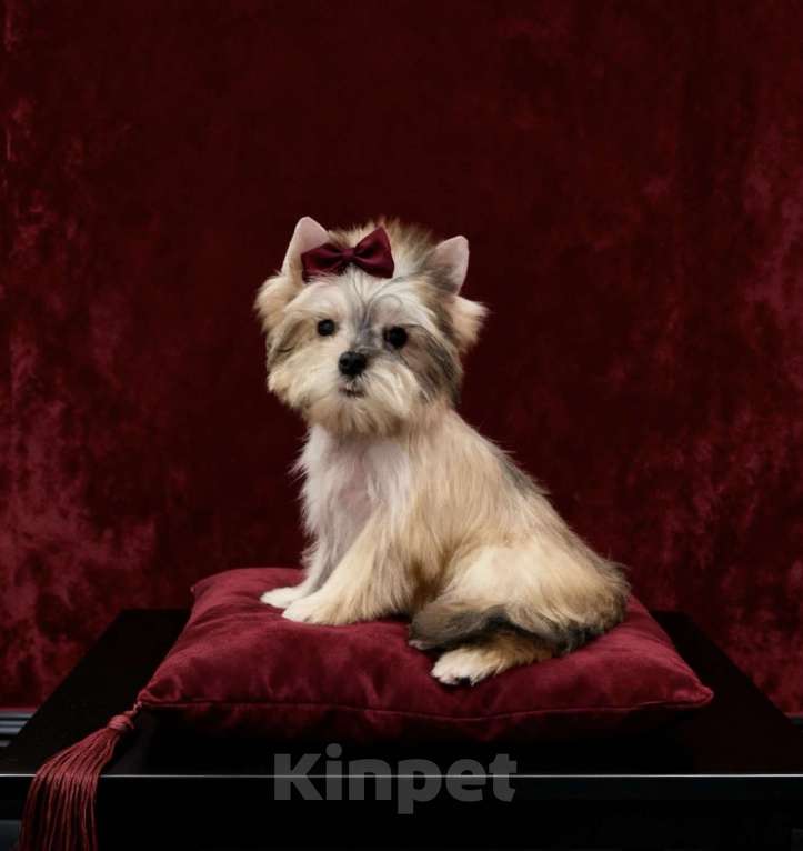 Собаки в Москве: Йорк мини девочка бэби фейс. Голддаст йорк из питомника Девочка, 80 000 руб. - фото 10