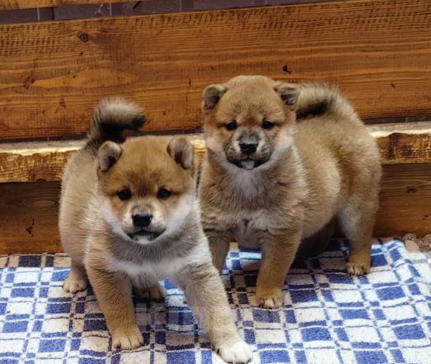 Собаки в Москве: Сиба ину. Щенки. Девочка, 50 000 руб. - фото 5