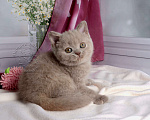Кошки в Мурином: Британская кошечка окрас лиловый черепаховый Девочка, 30 000 руб. - фото 3