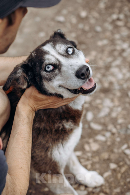 Собаки в Москве: Красотка из приюта в добрые руки Девочка, Бесплатно - фото 4