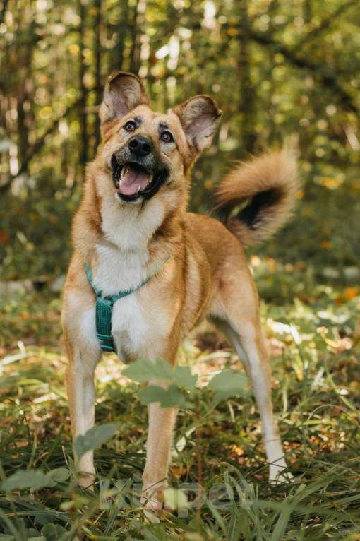 Собаки в Москве: Шарки ищет дом Девочка, Бесплатно - фото 2