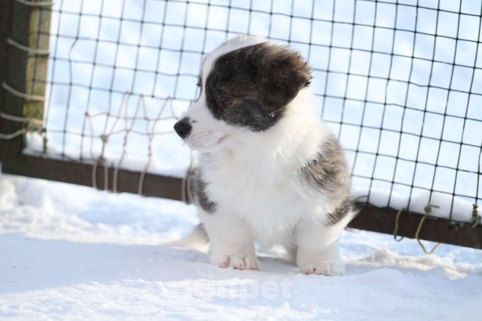 Собаки в Москве: Щенки вельш корги кардиган Мальчик, 50 000 руб. - фото 9