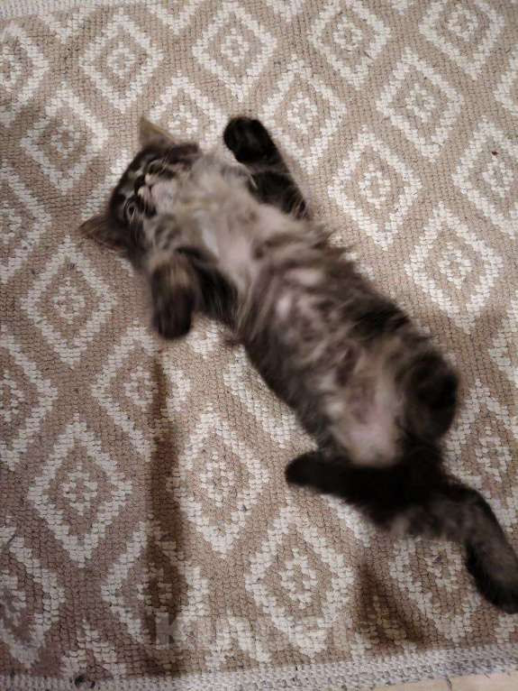 Кошки в Москве: Пушистик Девочка, Бесплатно - фото 2