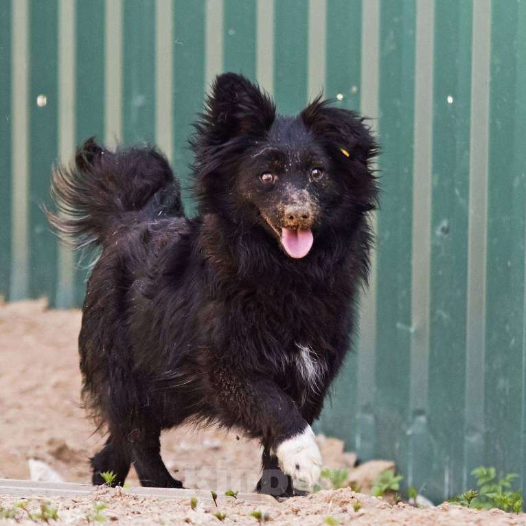 Собаки в других городах Московской области: Малыш Симба в дар Мальчик, Бесплатно - фото 5