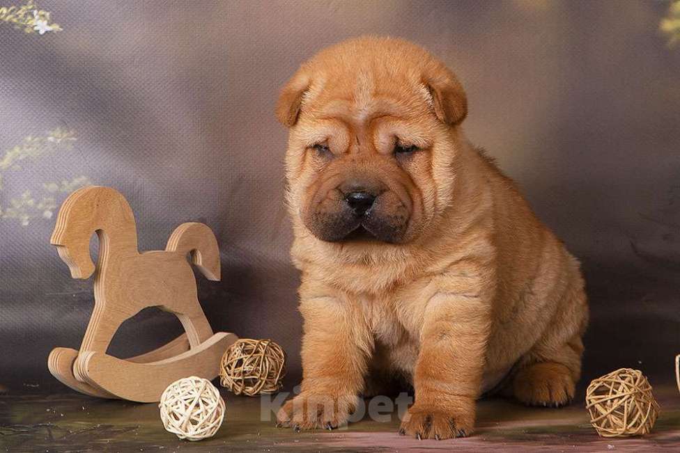 Собаки в Москве: Щенок шарпея СимСимыч Мальчик, 25 000 руб. - фото 1