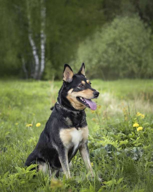 Собаки в Москве: Трогательная собачка Дора с человеческим взглядом ищет семью Девочка, Бесплатно - фото 4