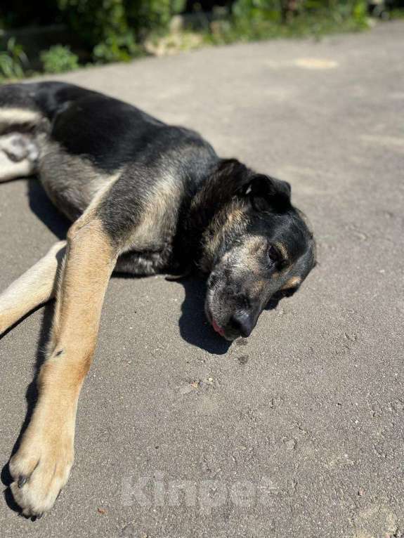 Собаки в других городах Калужской области: Потерялся пес метис овчарка, по имени Дик. На нём был с коричневый ошейник Мальчик, 5 000 руб. - фото 3