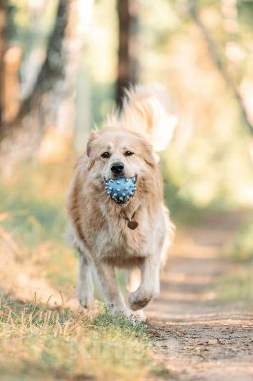Собаки в Москве: Шикарный пёс Нортон в добрые руки. Мальчик, Бесплатно - фото 4