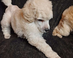 Собаки в Санкт-Петербурге: Пудель средний Девочка, 90 000 руб. - фото 4
